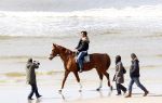 Schagen 17 april 2008
Opnames videoclip Gerard Joling met paarden op het strand. Geert Hoes en Wino Ontzigt zijn ook aanwezig.
Peter Smulders bv