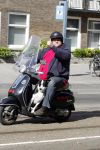 Amsterdam 22 april 2009
Menno Kohler op zijn vespa scooter met zijn hond.
Peter Smulders bv