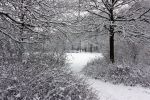 Eindhoven, 5 Januari 2009
Sneeuw en bevroren riviertjes