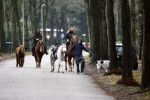 Bosch en Duin 4 december 2008
Belinda Meuldijk en Thiery Duval  op het paard rijden in de bossen bij hun huis in Bosch en duin.
Peter Smulders bv