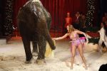 Den Bosch 19  november 2008
Kerstcircus rtl gepresenteerd door Wendy v Dijk en Beau v Erven Dorens.  Lieke v Lexmond doet act met olifant
Peter Smulders bv
