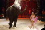 Den Bosch 19  november 2008
Kerstcircus rtl gepresenteerd door Wendy v Dijk en Beau v Erven Dorens.  Lieke v Lexmond doet act met olifant
Peter Smulders bv