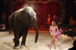 Den Bosch 19  november 2008
Kerstcircus rtl gepresenteerd door Wendy v Dijk en Beau v Erven Dorens.  Lieke v Lexmond doet act met olifant
Peter Smulders bv
