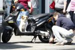 Amsterdam, 14 Juni 2008
Sebastiaan Labrie legt zijn scooter aan de kettin terwijl zijn hond toekijkt