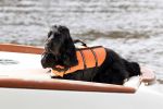 Breukelen 13 mei 2012
Jurgen Smit en Milika Peterzon weer helemaal verliefd op hun boot met de hond aan het varen.
Peter Smulders bv