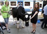 Amsterdam 23 mei 2012
Tatjana melkt een koe  tijdens een reclame stunt van campina.
Peter Smulders bv