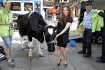 Amsterdam 23 mei 2012
Tatjana melkt een koe  tijdens een reclame stunt van campina.
Peter Smulders bv