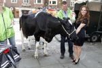 Amsterdam 23 mei 2012
Tatjana melkt een koe  tijdens een reclame stunt van campina.
Peter Smulders bv