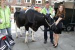 Amsterdam 23 mei 2012
Tatjana melkt een koe  tijdens een reclame stunt van campina.
Peter Smulders bv