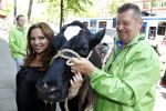 Amsterdam 23 mei 2012
Tatjana melkt een koe  tijdens een reclame stunt van campina.
Peter Smulders bv