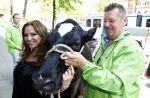 Amsterdam 23 mei 2012
Tatjana melkt een koe  tijdens een reclame stunt van campina.
Peter Smulders bv