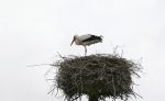 Amsterdam 18 juni 2015
Prinses Marilene en dochter Fee zijn bij het omdoen van de ringen van 3 net geboren ooievaars in het Vondelpark.