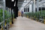 Rijsenhout, 16 Mei 2018
Boer Jaap Vreeken Boer zoekt vrouw