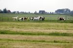 Wijdewormer 22 mei 2018
Marnix Knetemann isa een van de deelnemers aan boer zoekt vrouw.