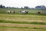 Wijdewormer 22 mei 2018
Marnix Knetemann isa een van de deelnemers aan boer zoekt vrouw.