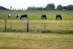 Wijdewormer 22 mei 2018
Marnix Knetemann isa een van de deelnemers aan boer zoekt vrouw.