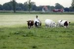 Wijdewormer 22 mei 2018
Marnix Knetemann isa een van de deelnemers aan boer zoekt vrouw.