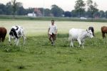 Wijdewormer 22 mei 2018
Marnix Knetemann isa een van de deelnemers aan boer zoekt vrouw.