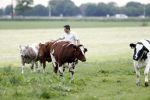 Wijdewormer 22 mei 2018
Marnix Knetemann isa een van de deelnemers aan boer zoekt vrouw.