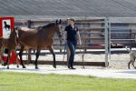 Boekel 14 mei 2018
Boer zoekt vrouw deelneemster Steffie Verhagen ( en haar ouders) bij hun boerderij