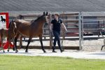 Boekel 14 mei 2018
Boer zoekt vrouw deelneemster Steffie Verhagen ( en haar ouders) bij hun boerderij