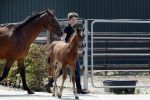Boekel 14 mei 2018
Boer zoekt vrouw deelneemster Steffie Verhagen ( en haar ouders) bij hun boerderij