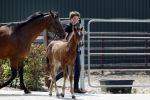 Boekel 14 mei 2018
Boer zoekt vrouw deelneemster Steffie Verhagen ( en haar ouders) bij hun boerderij