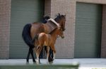 Boekel 14 mei 2018
Boer zoekt vrouw deelneemster Steffie Verhagen ( en haar ouders) bij hun boerderij