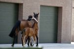 Boekel 14 mei 2018
Boer zoekt vrouw deelneemster Steffie Verhagen ( en haar ouders) bij hun boerderij