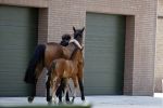 Boekel 14 mei 2018
Boer zoekt vrouw deelneemster Steffie Verhagen ( en haar ouders) bij hun boerderij