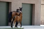 Boekel 14 mei 2018
Boer zoekt vrouw deelneemster Steffie Verhagen ( en haar ouders) bij hun boerderij