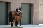 Boekel 14 mei 2018
Boer zoekt vrouw deelneemster Steffie Verhagen ( en haar ouders) bij hun boerderij