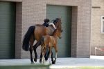 Boekel 14 mei 2018
Boer zoekt vrouw deelneemster Steffie Verhagen ( en haar ouders) bij hun boerderij