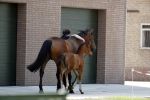 Boekel 14 mei 2018
Boer zoekt vrouw deelneemster Steffie Verhagen ( en haar ouders) bij hun boerderij