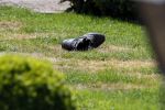 Boekel 14 mei 2018
Boer zoekt vrouw deelneemster Steffie Verhagen ( en haar ouders) bij hun boerderij