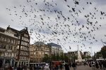 Amsterdam 1 juni 2020
Demonstratie op de dam tegen politiegeweld tegen donkere mensen naar aanleiding van de dood van George Floyd door poltieman in USA