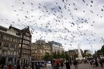 Amsterdam 1 juni 2020
Demonstratie op de dam tegen politiegeweld tegen donkere mensen naar aanleiding van de dood van George Floyd door poltieman in USA