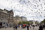 Amsterdam 1 juni 2020
Demonstratie op de dam tegen politiegeweld tegen donkere mensen naar aanleiding van de dood van George Floyd door poltieman in USA