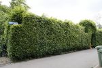 Soest 12 mei 2020
Wilfred Genee gaat vanuit zijn huis naar de plaatselijke kapper. IVM corona waren de kapasalons 2 maanden gesloten .