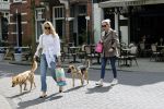 Amsterdam 29 mei 2021
Annekee Molenaar en haar moeder met de honden in Amsterdam zuid.