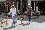 Amsterdam 29 mei 2021
Annekee Molenaar en haar moeder met de honden in Amsterdam zuid.