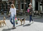 Amsterdam 29 mei 2021
Annekee Molenaar en haar moeder met de honden in Amsterdam zuid.
