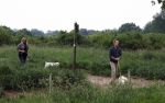Blaricum 25 mei 2024
Linda de Mol en haar vriend Jeroen Rietbergen gaan met hun twee labradors wandelen op de hei bij Blaricum .