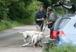 Blaricum 25 mei 2024
Linda de Mol en haar vriend Jeroen Rietbergen gaan met hun twee labradors wandelen op de hei bij Blaricum .