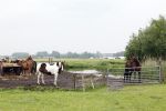 Noordwijkerhout 16 mei 2024
Martien Meiland en Erica Meiland laten een nieuwe villa bouwen op een landgoed in Noordwijkerhout.