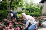 Noordwijk 24 mei 2024
Erica Meiland en Martien Meiland planten bijzondere hortensiaâ€™s in de tuin van hun Boutique Pension Code RosÃ©.