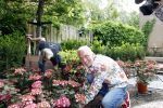Noordwijk 24 mei 2024
Erica Meiland en Martien Meiland planten bijzondere hortensiaâ€™s in de tuin van hun Boutique Pension Code RosÃ©.