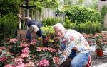 Noordwijk 24 mei 2024
Erica Meiland en Martien Meiland planten bijzondere hortensiaâ€™s in de tuin van hun Boutique Pension Code RosÃ©.