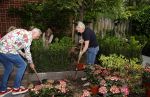 Noordwijk 24 mei 2024
Erica Meiland en Martien Meiland planten bijzondere hortensiaâ€™s in de tuin van hun Boutique Pension Code RosÃ©.