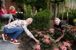 Noordwijk 24 mei 2024
Erica Meiland en Martien Meiland planten bijzondere hortensiaâ€™s in de tuin van hun Boutique Pension Code RosÃ©.